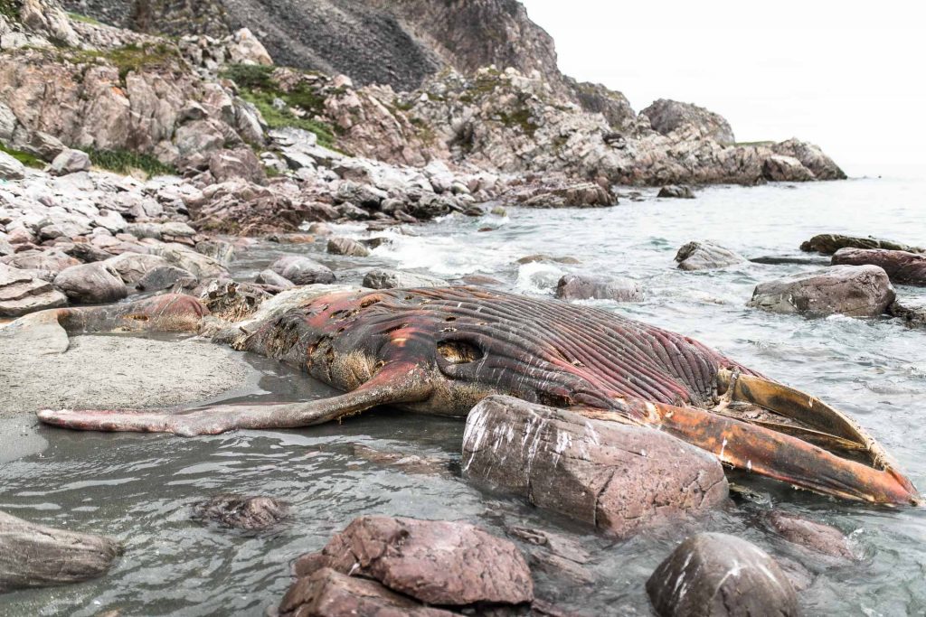 Minke whale corpse