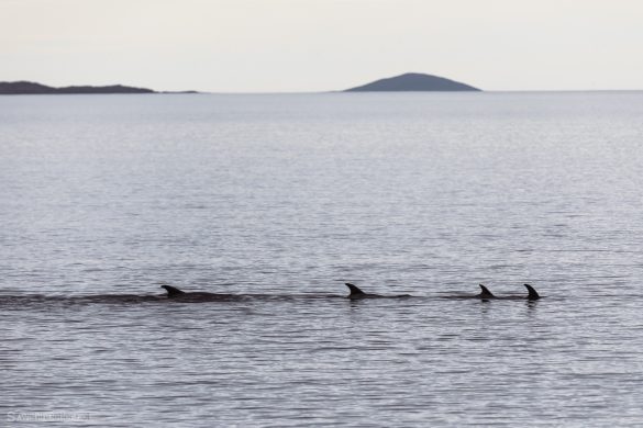 White beaked dolphins