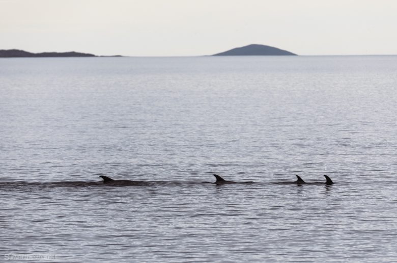 White beaked dolphins