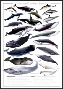 Whale Poster | Norwegian whales