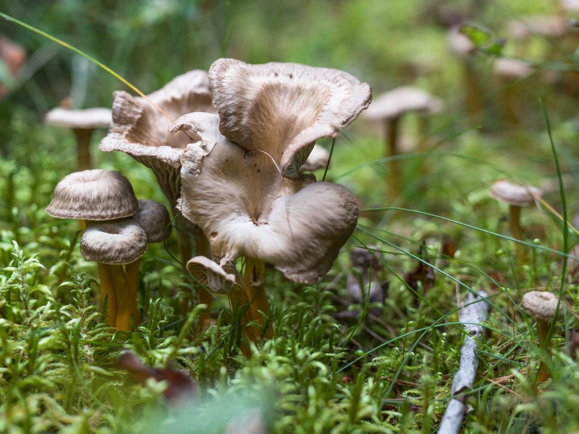 Craterellus_Tubaeformis_Trompetenpfifferling-5197