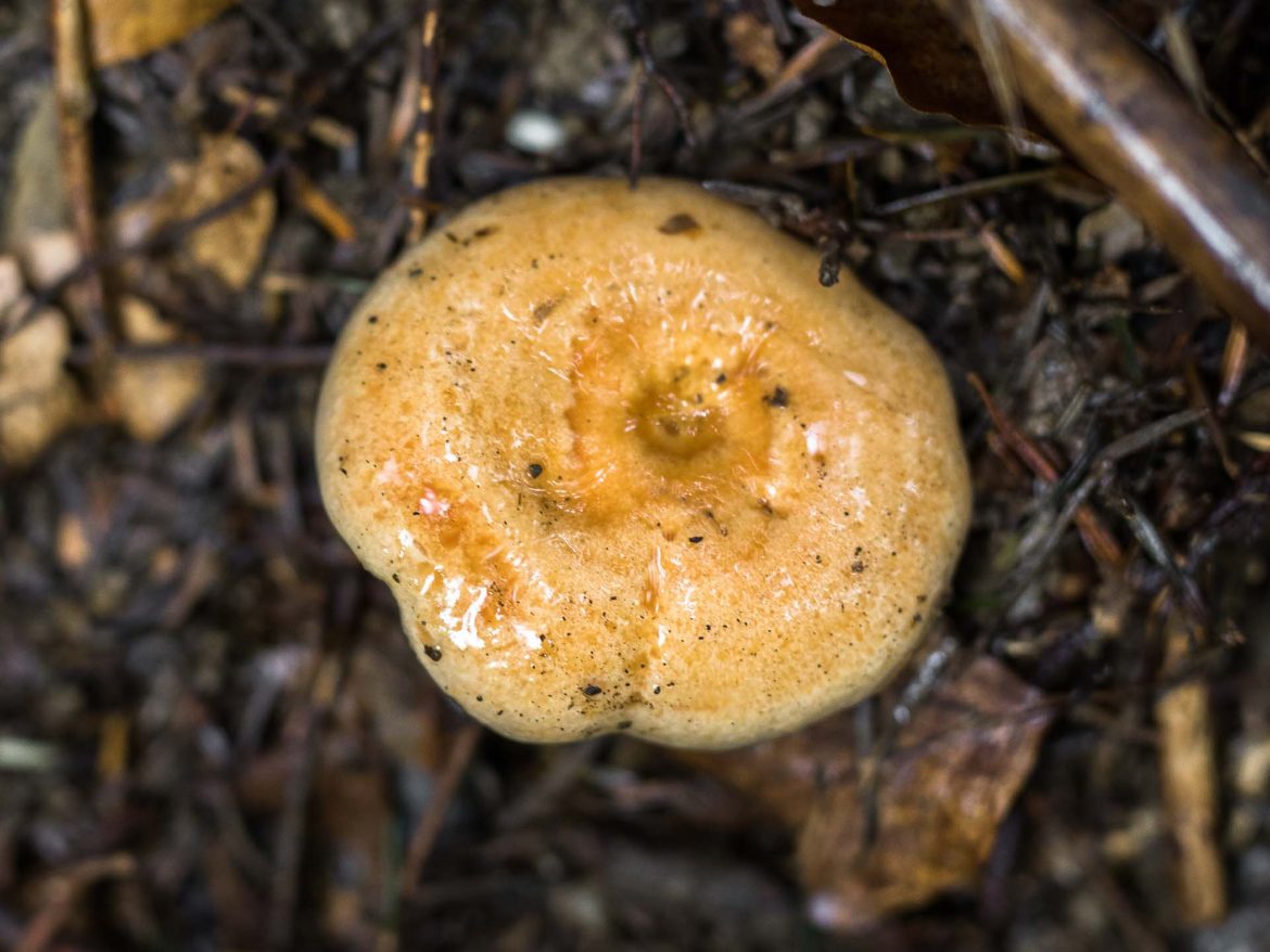 LACTARIUS_Salmonicolor_Lachsreizker-5839