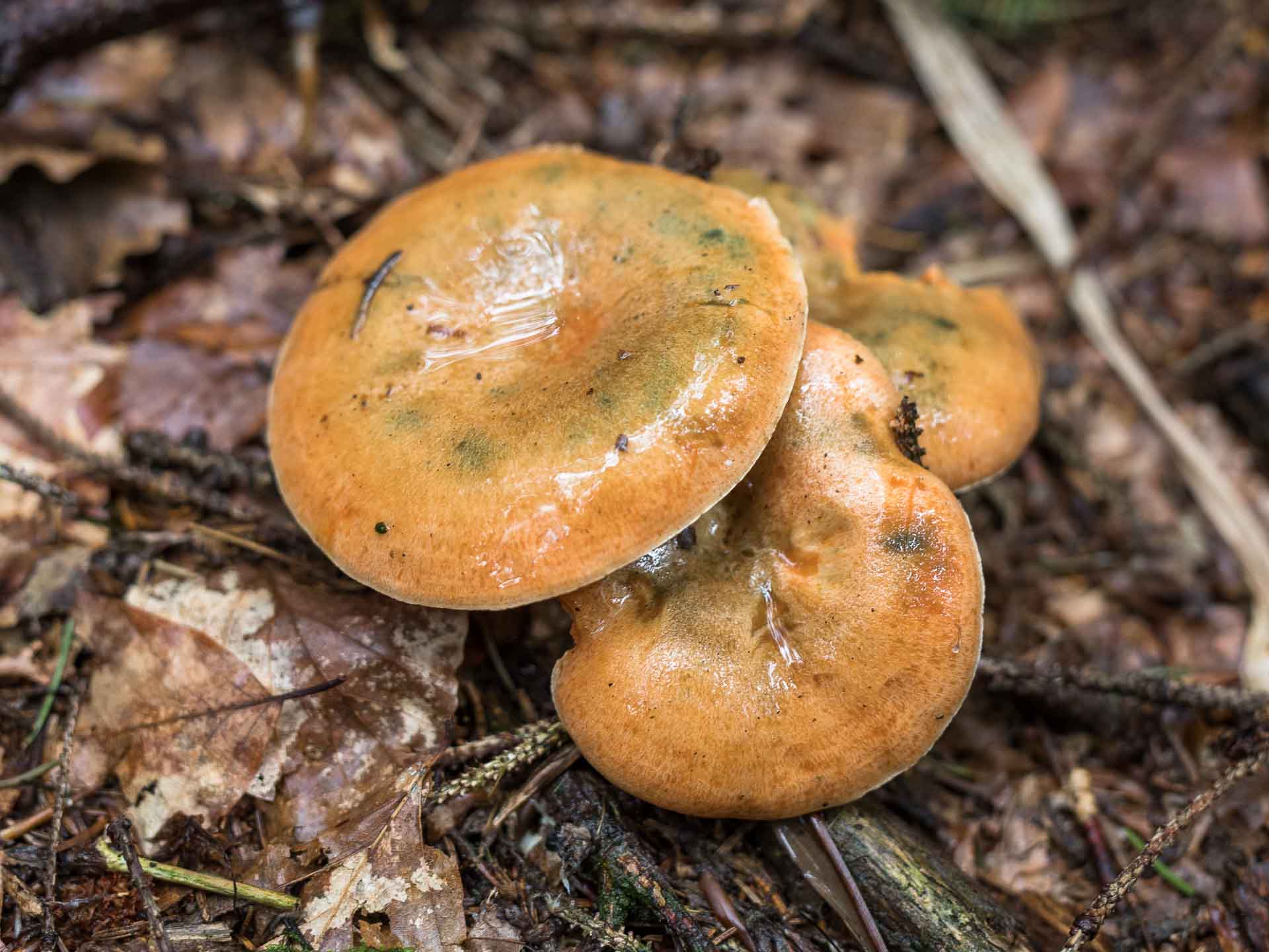False saffron milk cap Lactarius deterrimus Gone71° N