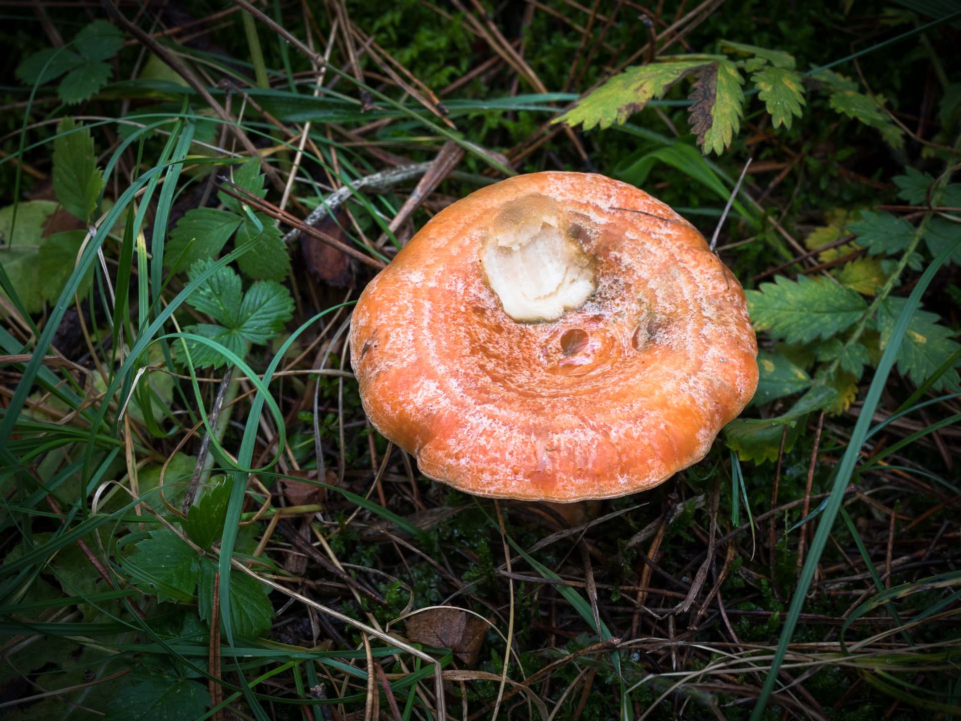 Saffron milk cap | Lactarius deliciosus - Gone71° N – Foraging mushrooms