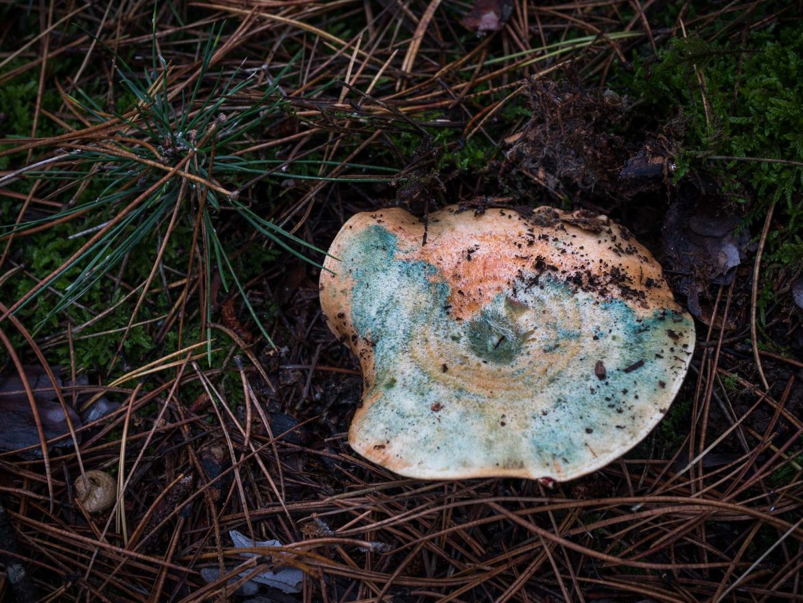 Lactarius_sanguifluus_weinroter-kiefernreizker-7294