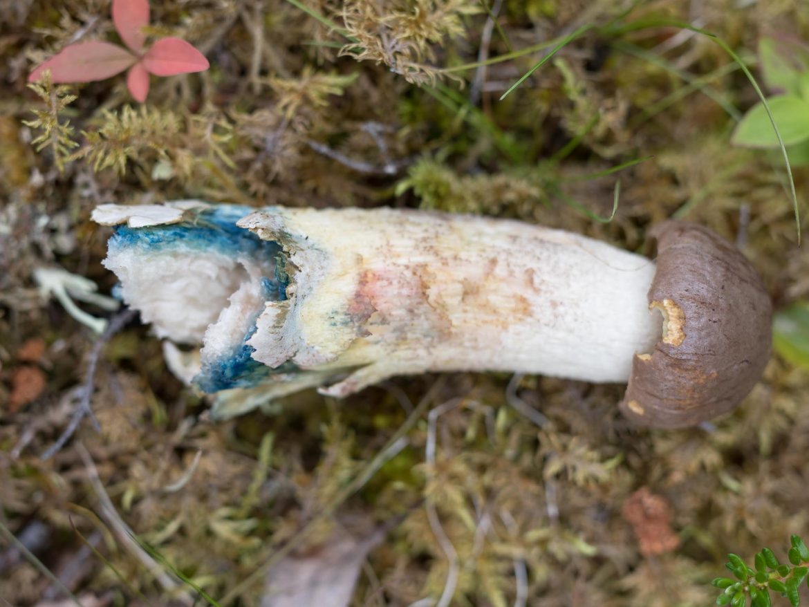 Leccinum-3376