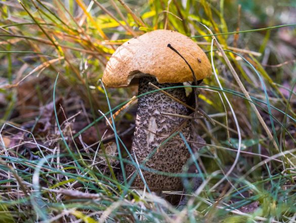 Leccinum-5340