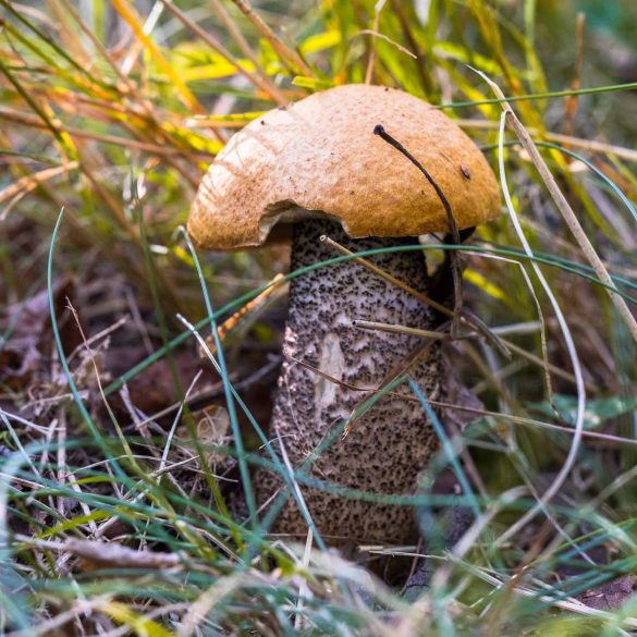 Leccinum-5340