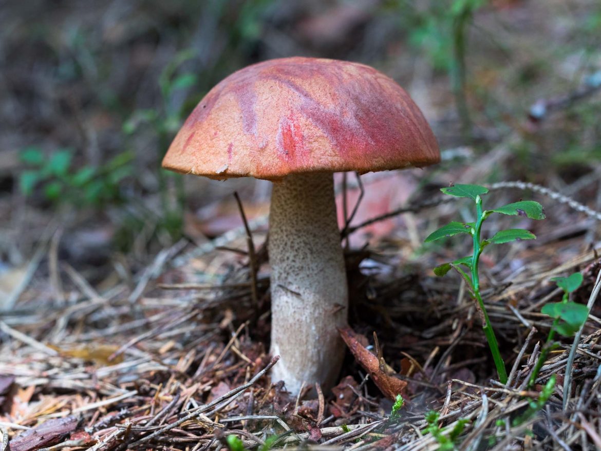 Leccinum-5373