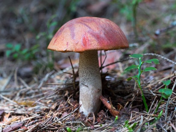 Leccinum-5373