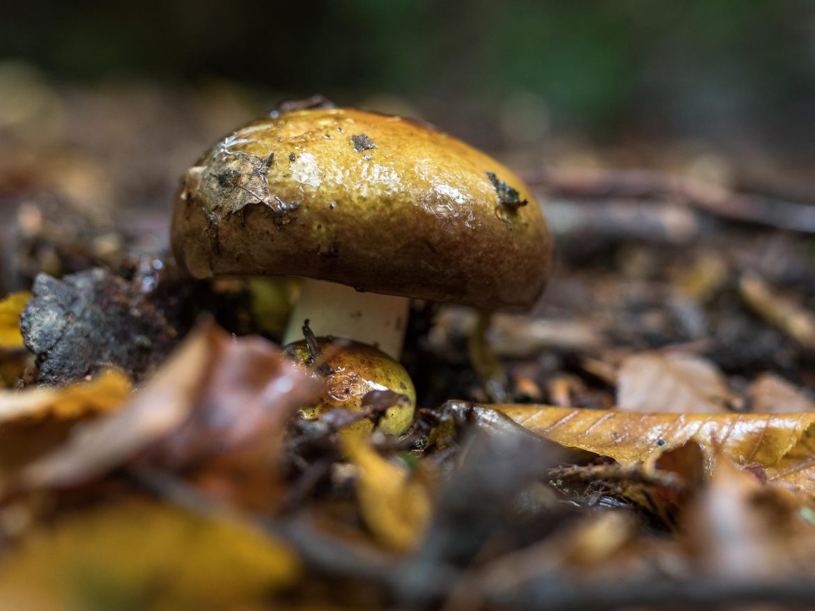 Russula_Clapvipes-Heringstaeubling-gruener-5625