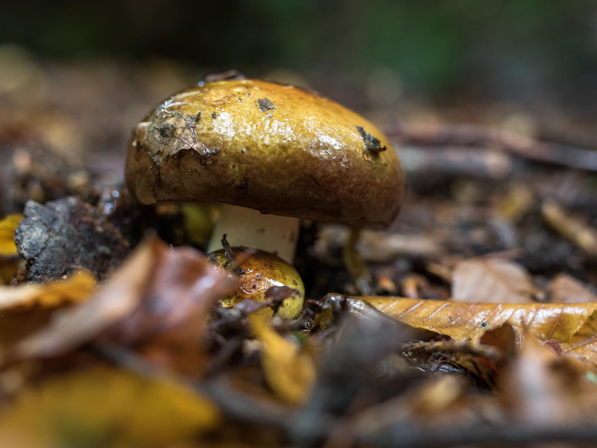 Green Crab brittlegill Russula clavipes Gone71° N Foraging
