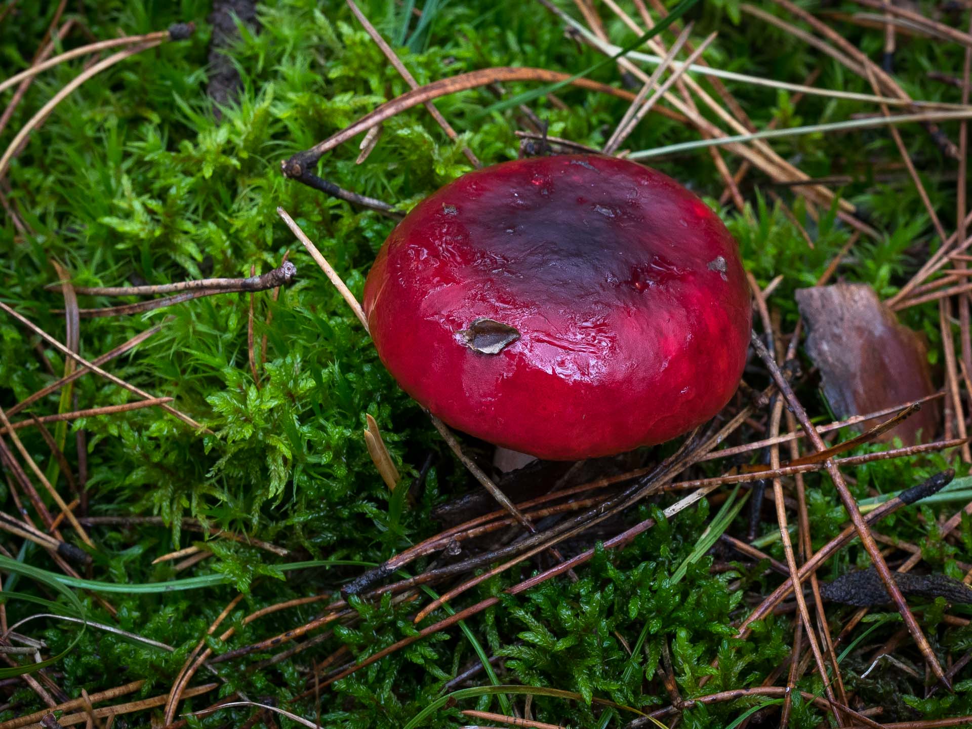 Crab Brittlegill Russula xerampelina Gone71° N Foraging mushrooms