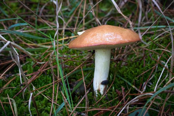 Suillus luteus