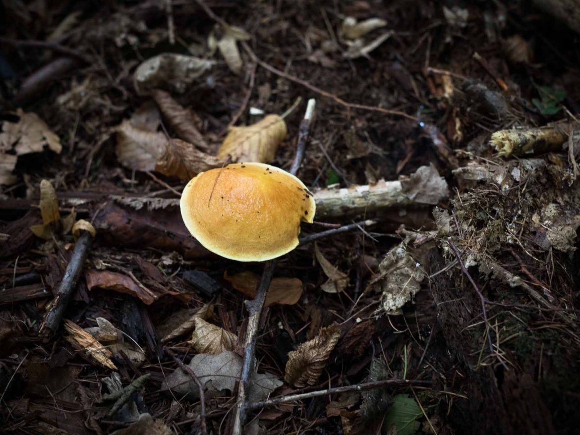 Suillus_grevillei_Goldfußroehrling-6548