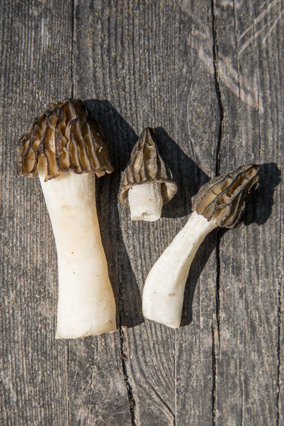 Morchella_semilibera-Kaeppchenmorchel-9230