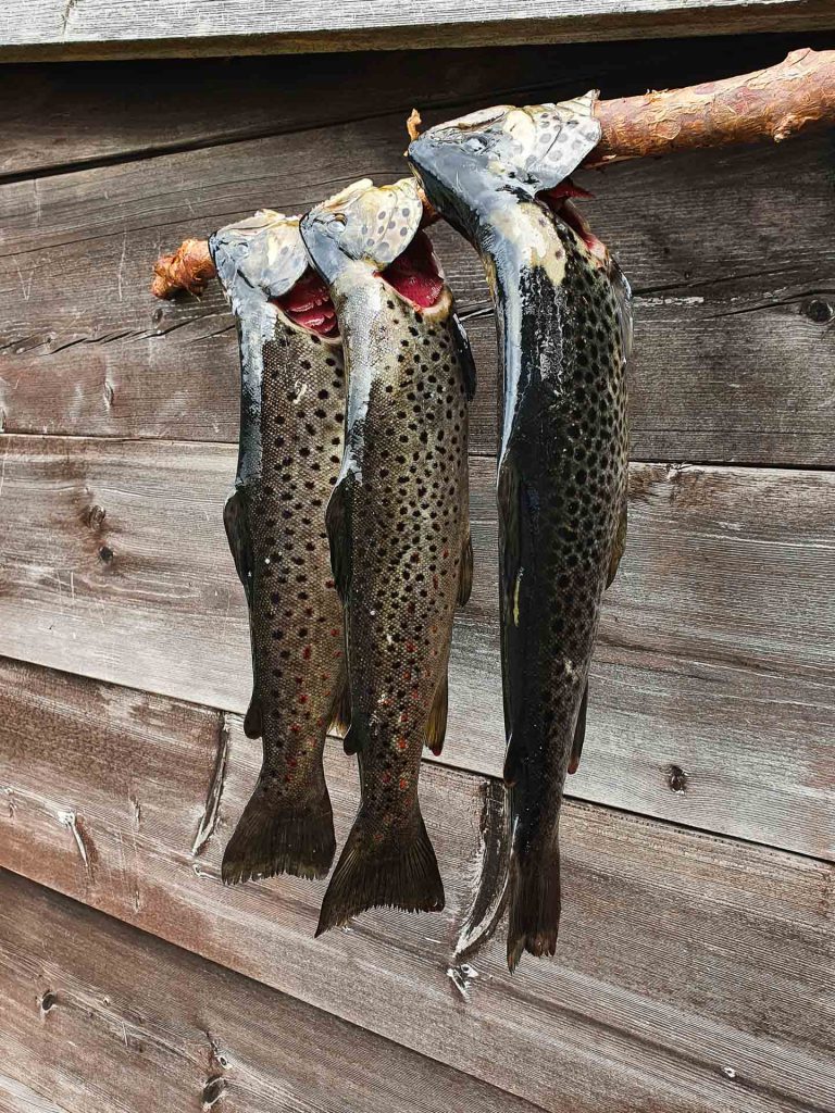 Trout - Gone71° N – Scandinavian fishing ressource