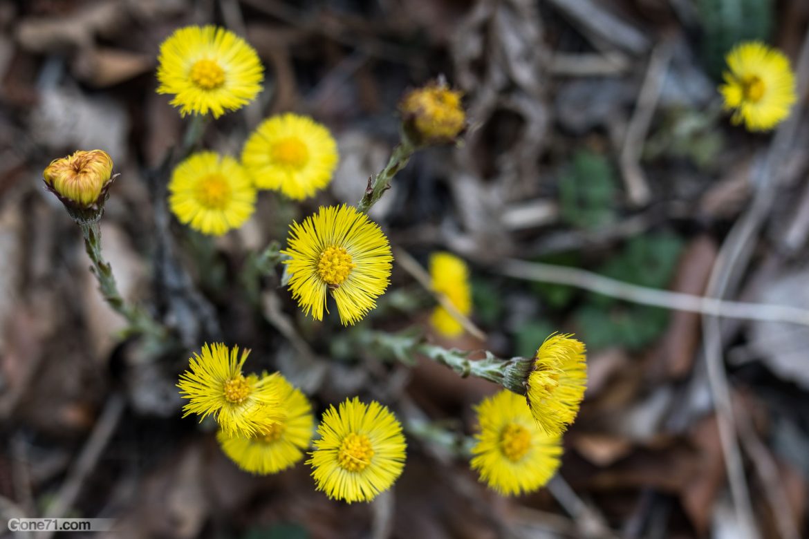 Coltsfoot-1693