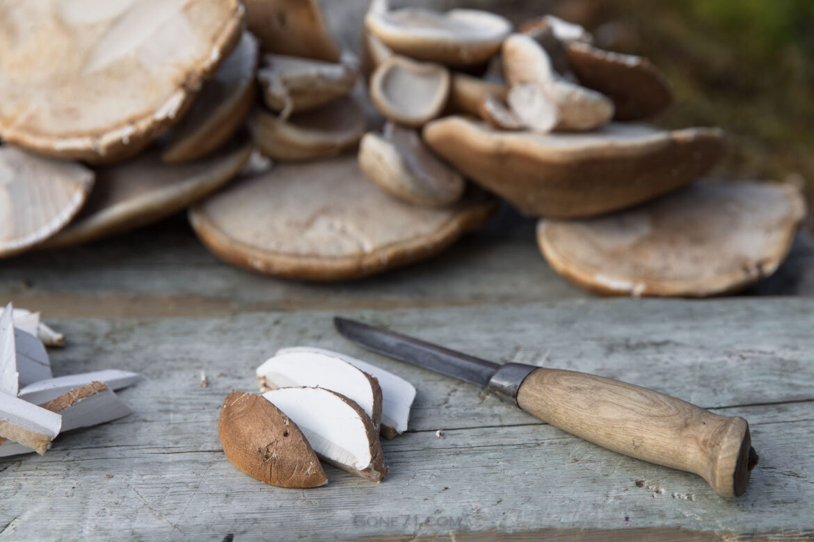 Fomitopsis_betulina-2874