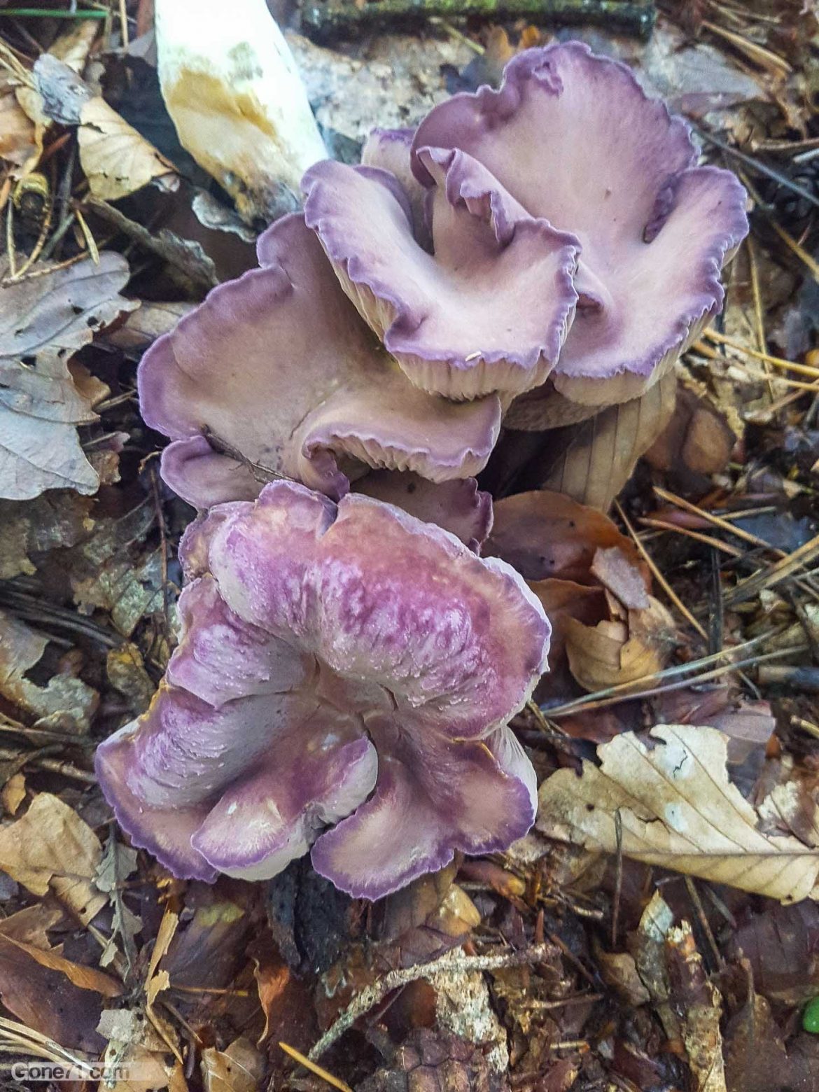 Mobile_Mushrooms-003