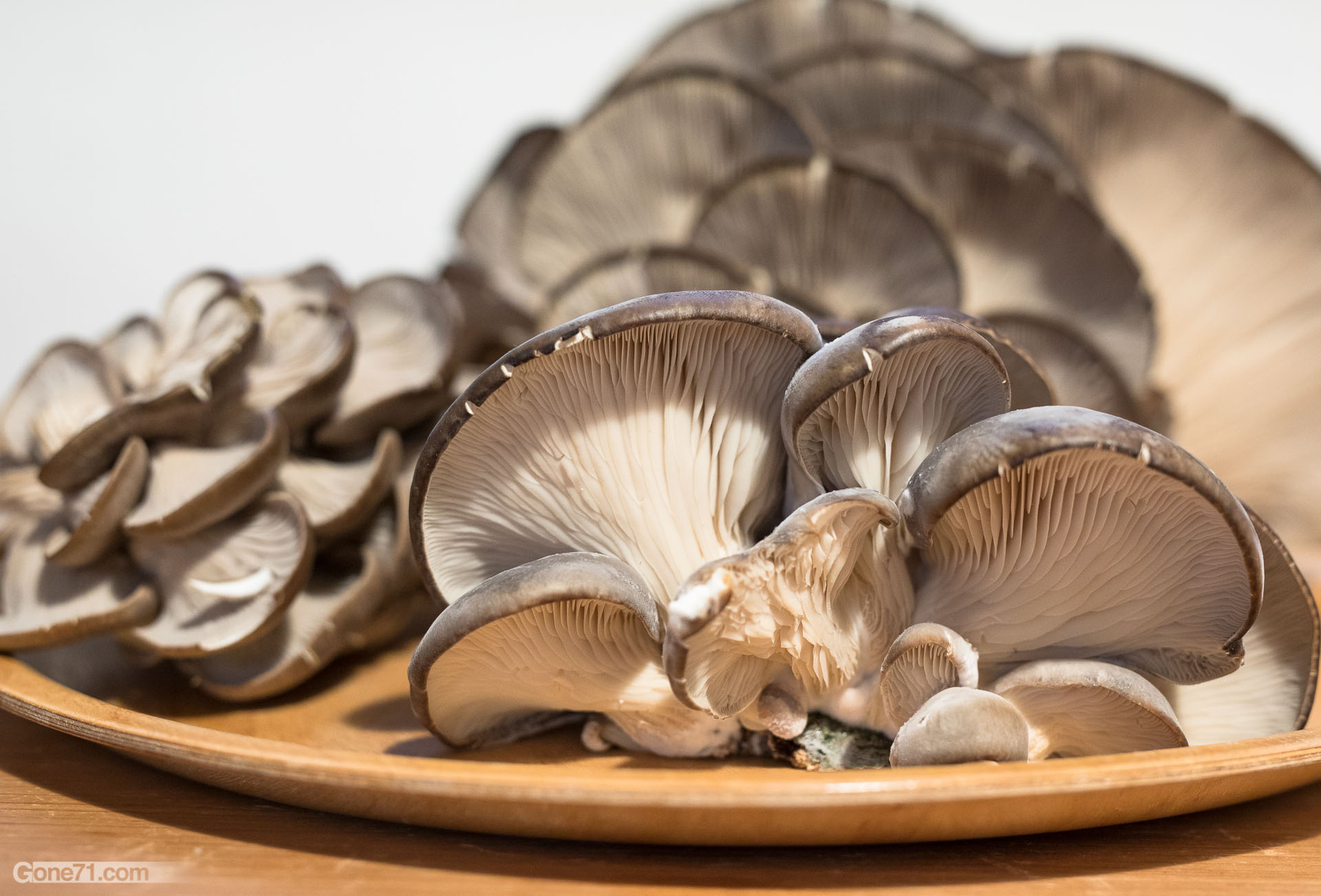 Late Fall Oyster Mushroom Recipe: A Delicious Seasonal Delight