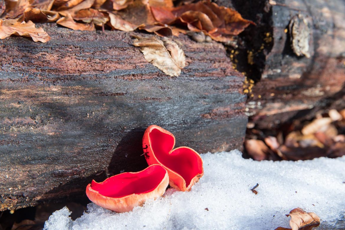 SARCOSCYPHA AUSTRIACA_Oest-Prachtbecherling