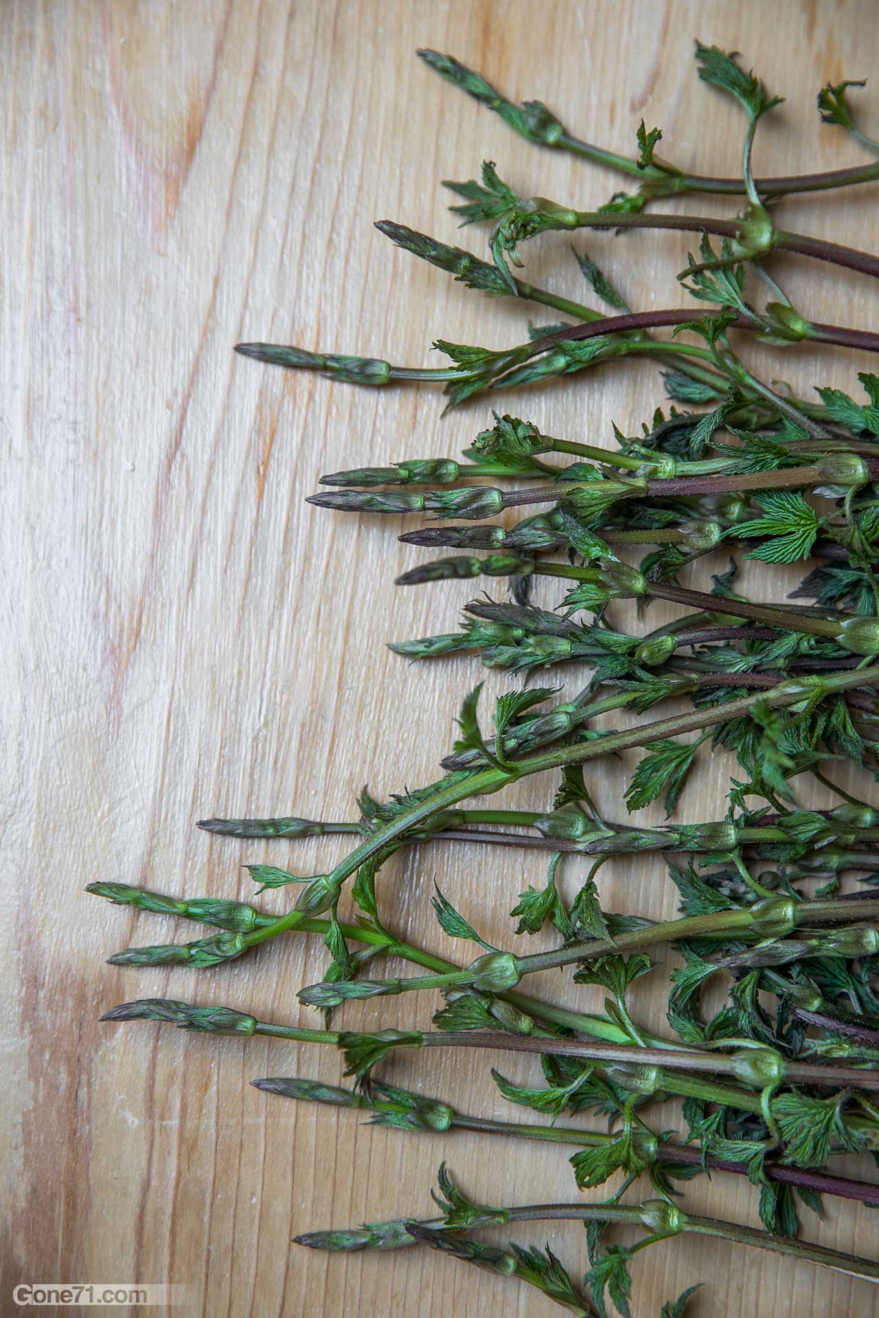 Hop shoots (hop asparagus) Humulus lupulus (& recipe) Gone71° N