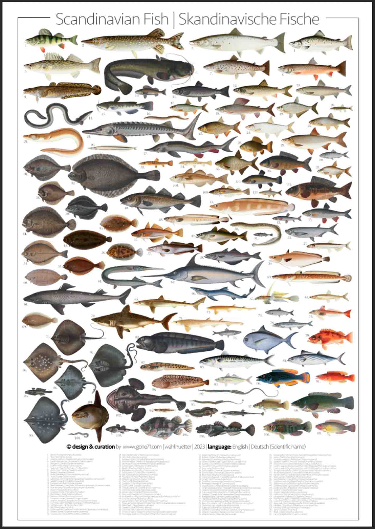 Scandinavian Fish | Skandinavische Fische – poster - Gone71° N