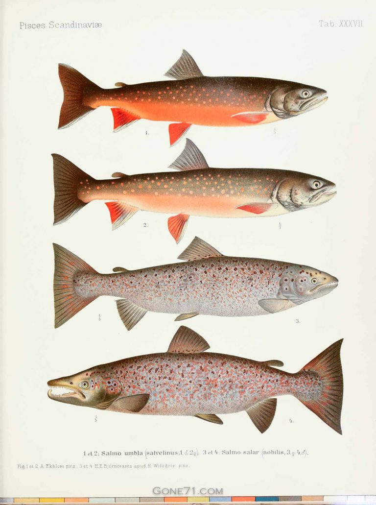 Arctic Char Lithography