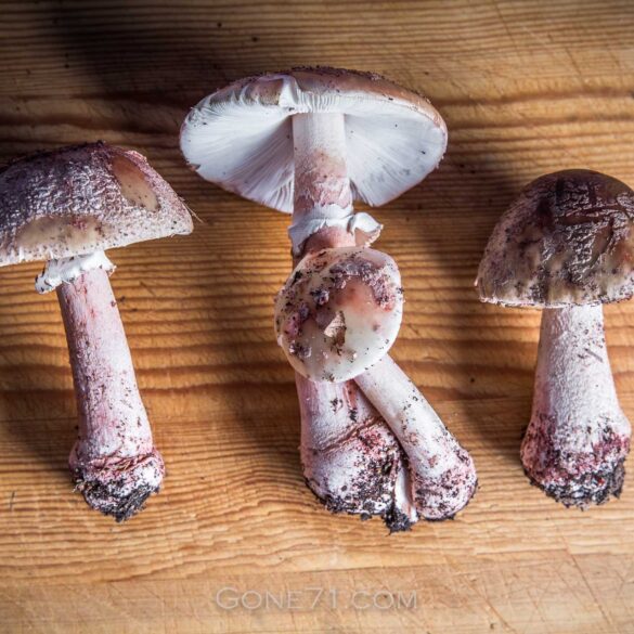 Amanita_rubescens-5472