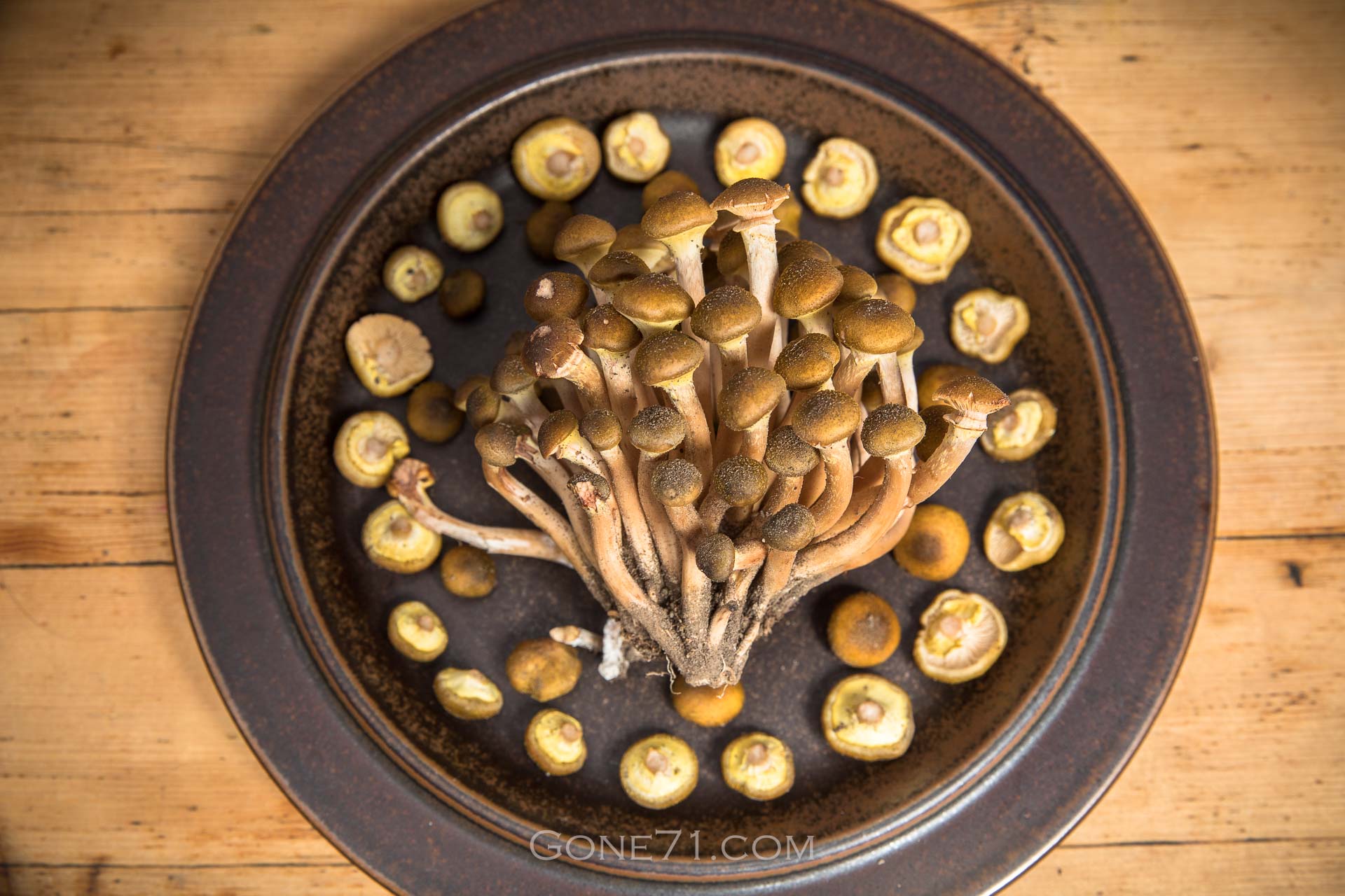 22+ Ringless Honey Mushroom Recipe
