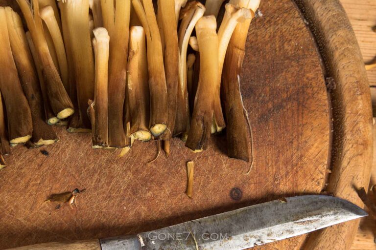 Removing the stems of Flammulina velutipes