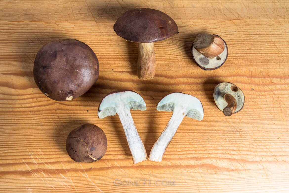 Imleria_badia-Maronenroehrling-5115