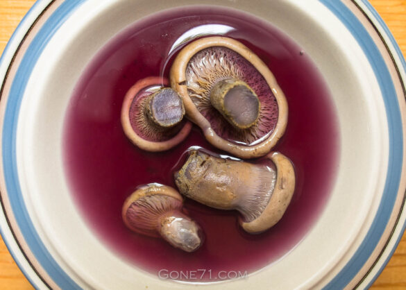 Tapinella_atrotomentosa_Samtfusskrempling-6060