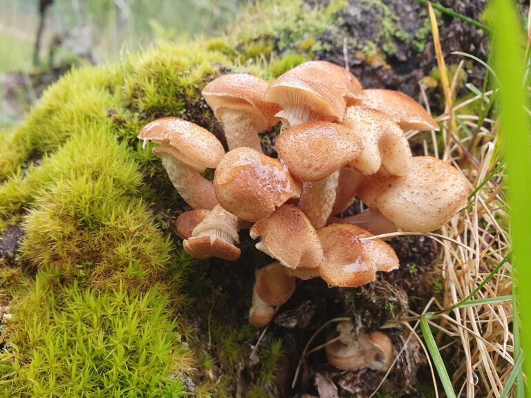 Nordic honey fungus | A. borealis