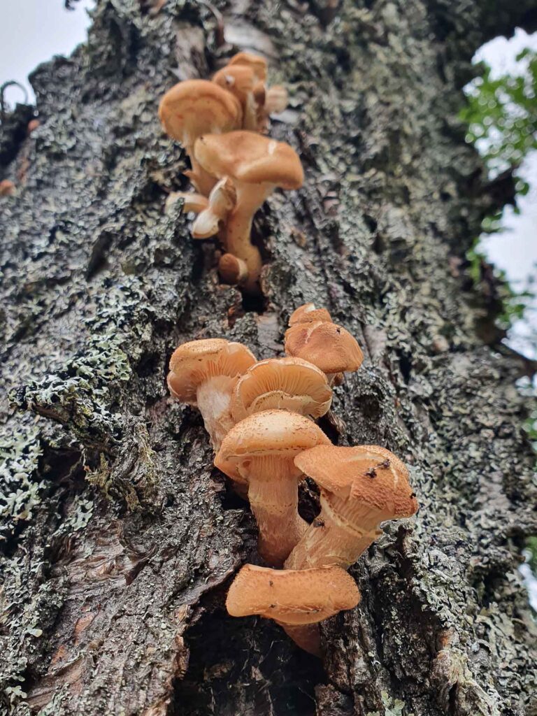 Nordic honey fungus | A. borealis