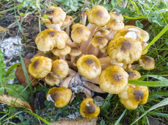 A honey fungus is also the biggest living organism on earth