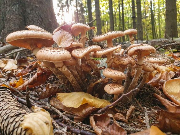 Dark honey fungus