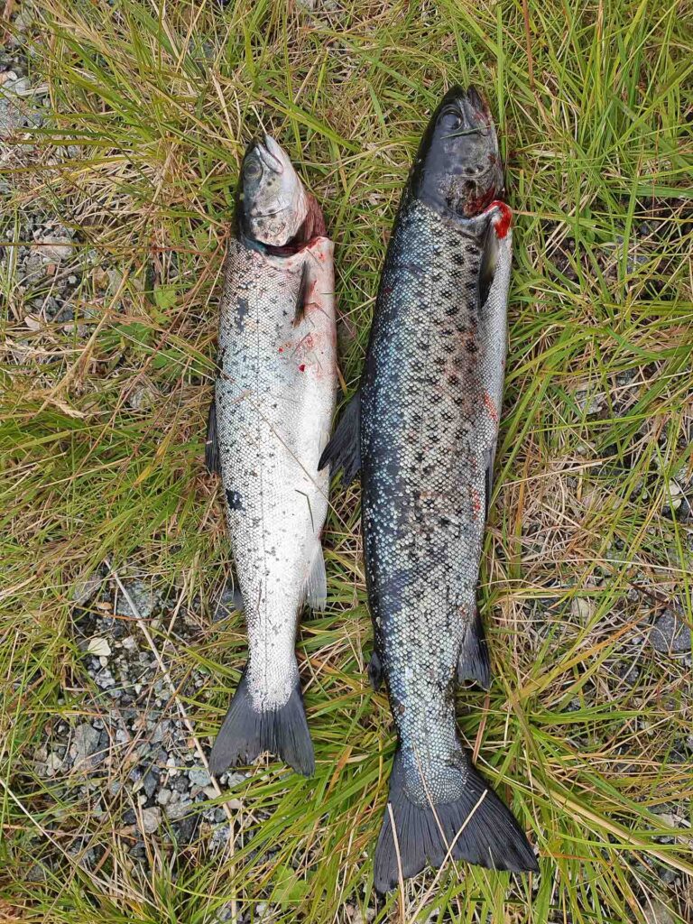 Freshly migrated brown trout