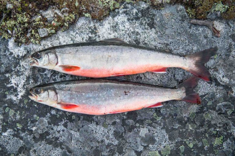 The mighty Arctic char