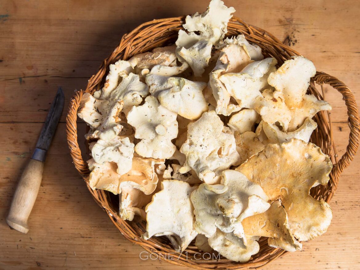 Albatrellus ovinus, the sheep polypore