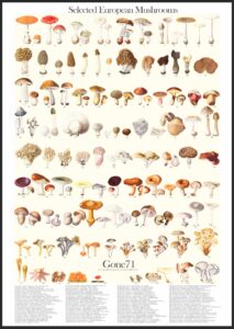 Order a Poster Print of "Selectes European Mushrooms"