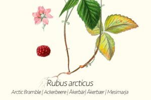 Wild Fruits & Berries of the North - Gone71° N