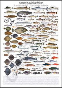 Scandinavian Fish poster