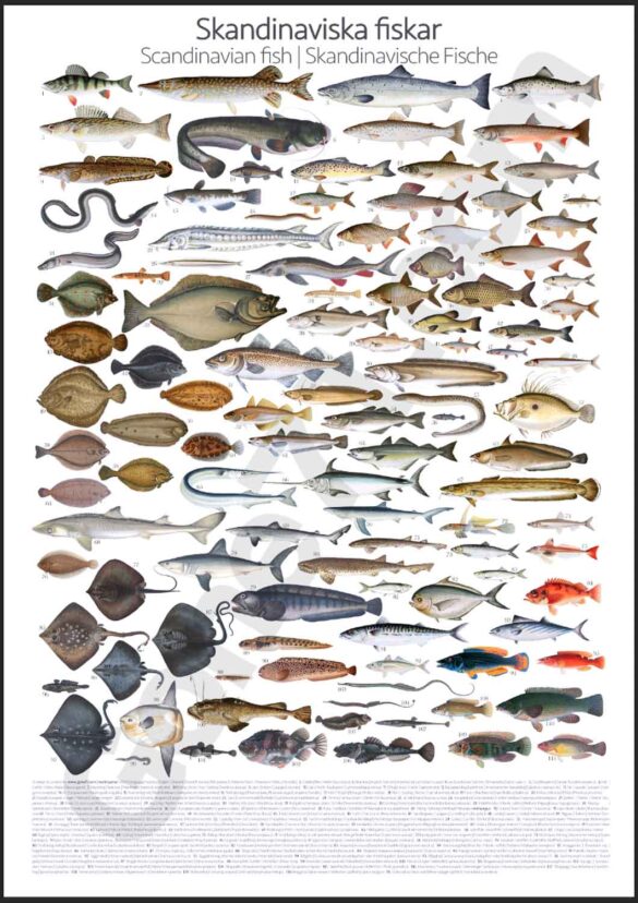 Scandinavian Fish poster