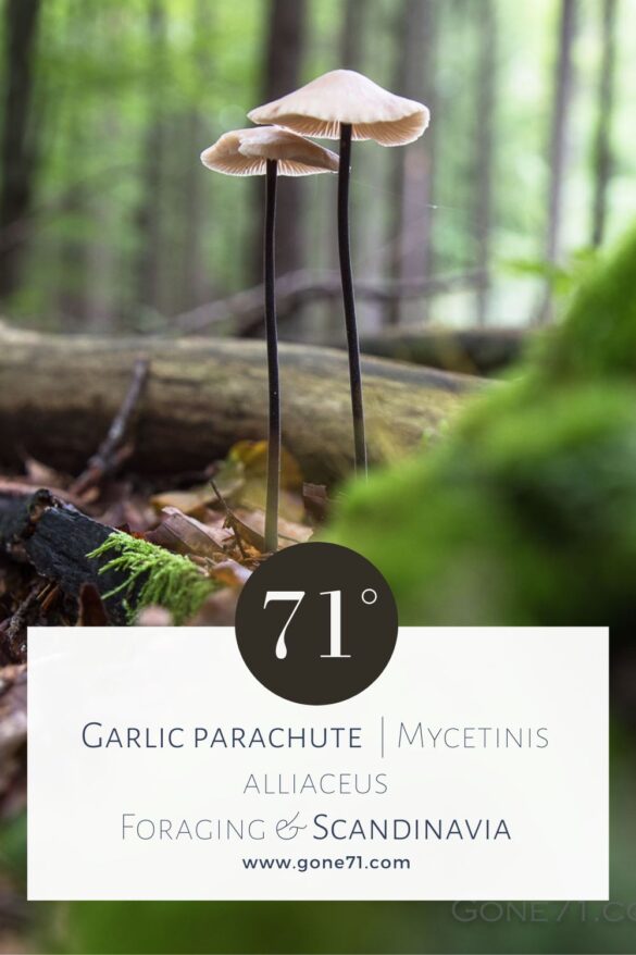 Mockup – Garlic parachute