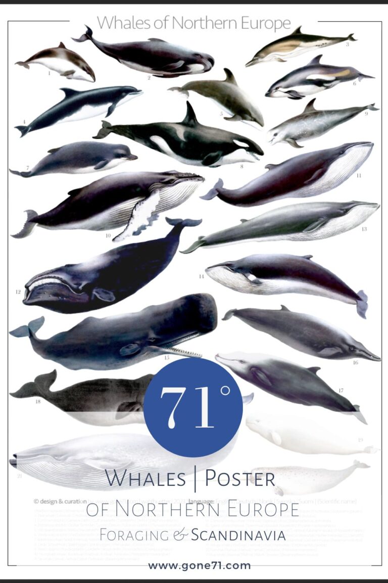 Whale Poster - Pin