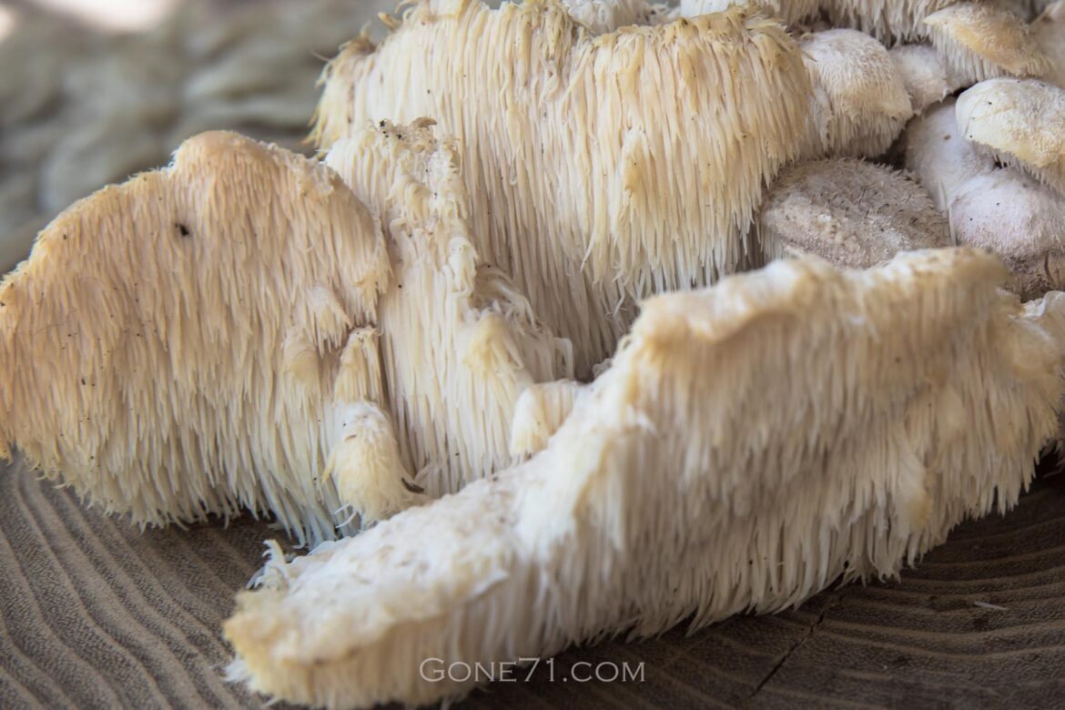 Herecium cirrhatum detail