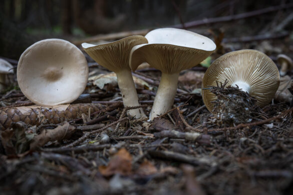 Older specimen of Trooping funnel