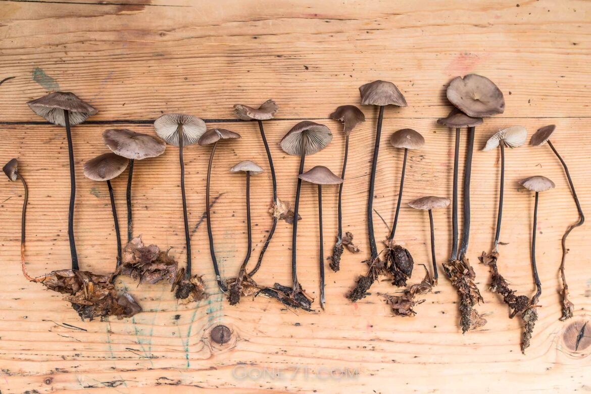 Mycetinis_Alliaceus-Knoblauchschwindling-4948 Garlic parachute wild collection